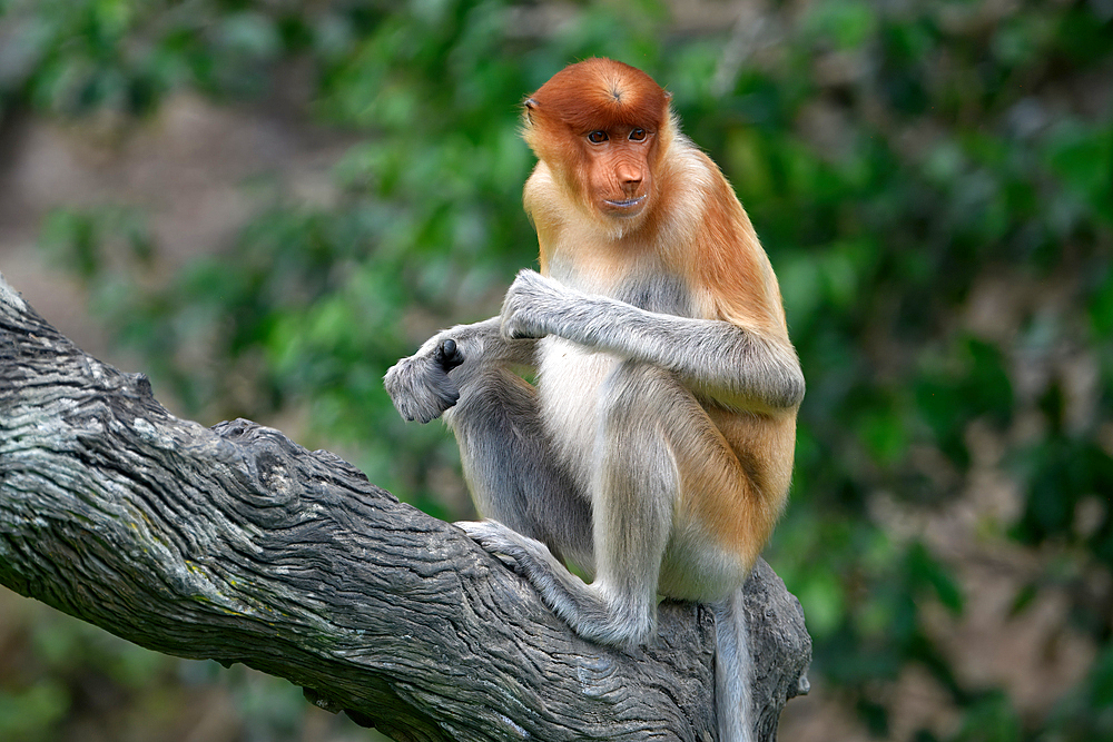 Endemic Proboscis monkey or Long-nosed monkey (Nasalis larvatus), sitting on a branch in the forest, Borneo, Malaisia