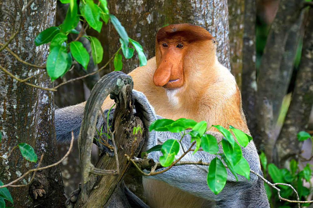 Endemic Proboscis monkey or Long-nosed monkey (Nasalis larvatus), sitting on a branch in the forest, Borneo, Malaisia