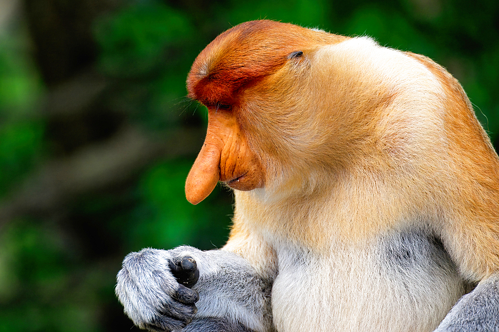 Endemic Proboscis monkey or Long-nosed monkey (Nasalis larvatus), Portrait, Borneo, Malaisia