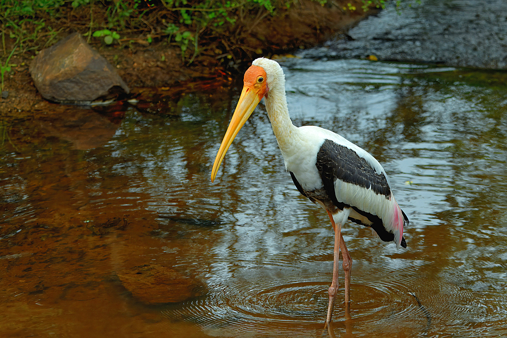 Painted stork (Mycteria leucocephala) walking and fishing in water, Sri Lanka