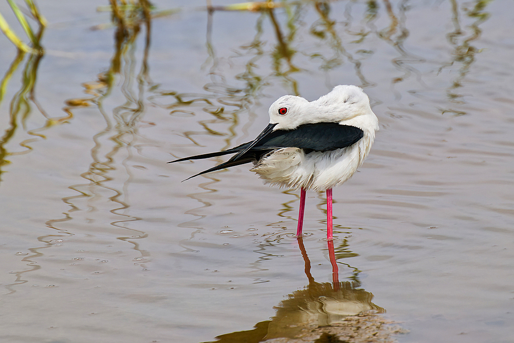 Black-winged Stilt (Himantopus himantopus) reflecting in water, Sri Lanka