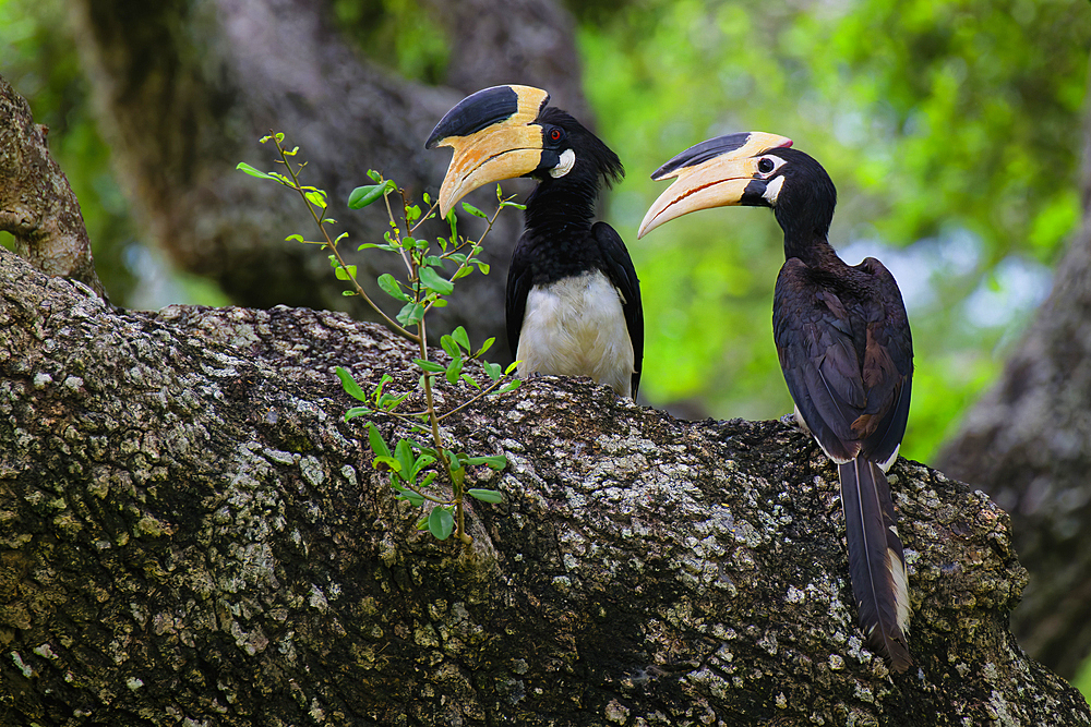 Malabar Pied-Hornbill (Anthracoceros coronatus) couple on a branch in the forest, Sri Lanka