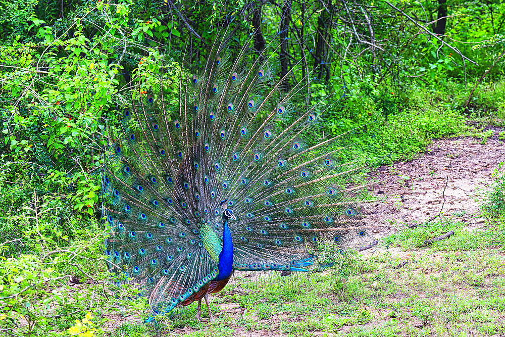 Indian Peafowl (Pavo cristatus) in parade, Sri Lanka