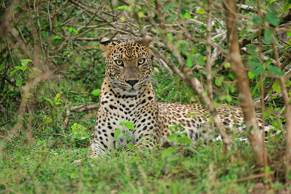 Sri Lankan leopard (Panthera pardus kotiya), Sri Lanka