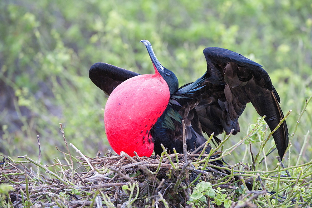 Great Frigatebird male (Fregata minori), Genovesa Island, Galapagos, UNESCO World Heritage Site, Ecuador, South America 