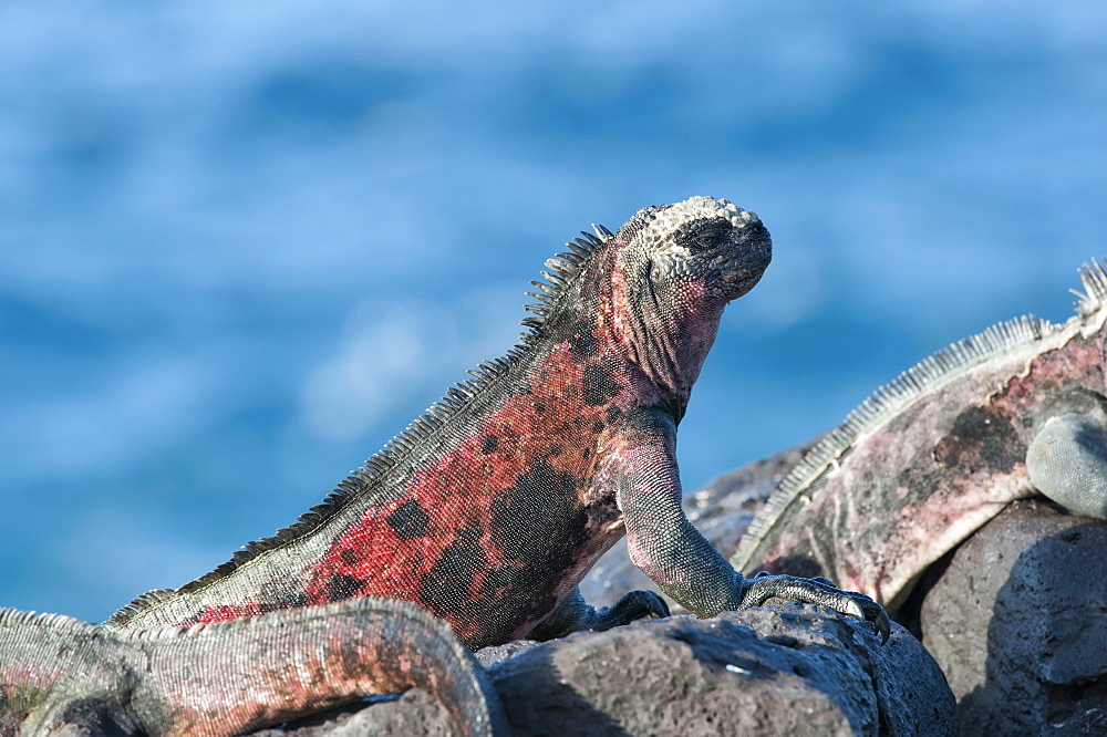 Marine Iguanas (Amblyrhynchus cristatus hassi), Hispanola Island, Galapagos, UNESCO World Heritage Site, Ecuador, South America 