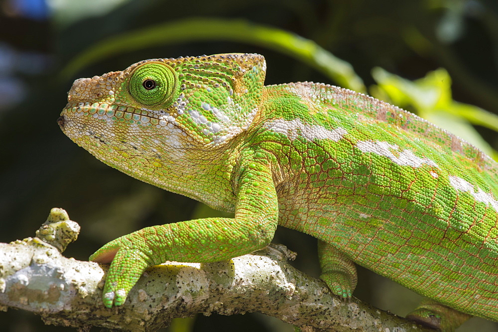 Globe-horned chameleon (flat-casqued chameleon) (Calumma globifer), endemic, Madagascar, Africa