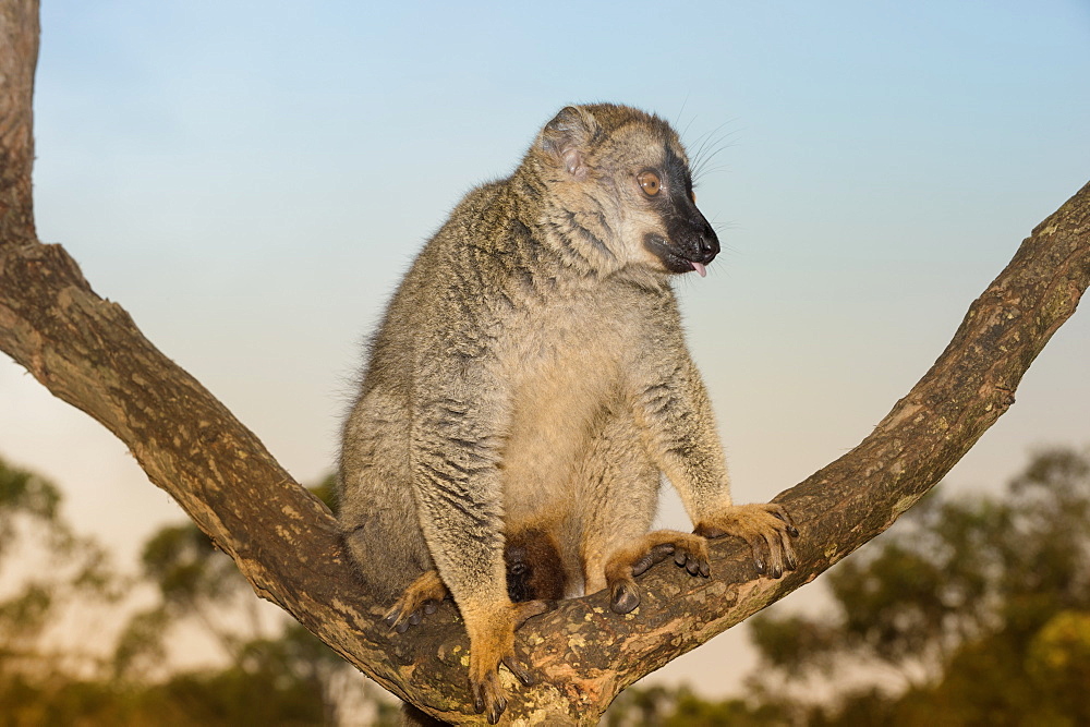 Red-fronted Brown Lemur (Eulemur rufus), Andasibe-Mantadia National Park, Madagascar, Africa