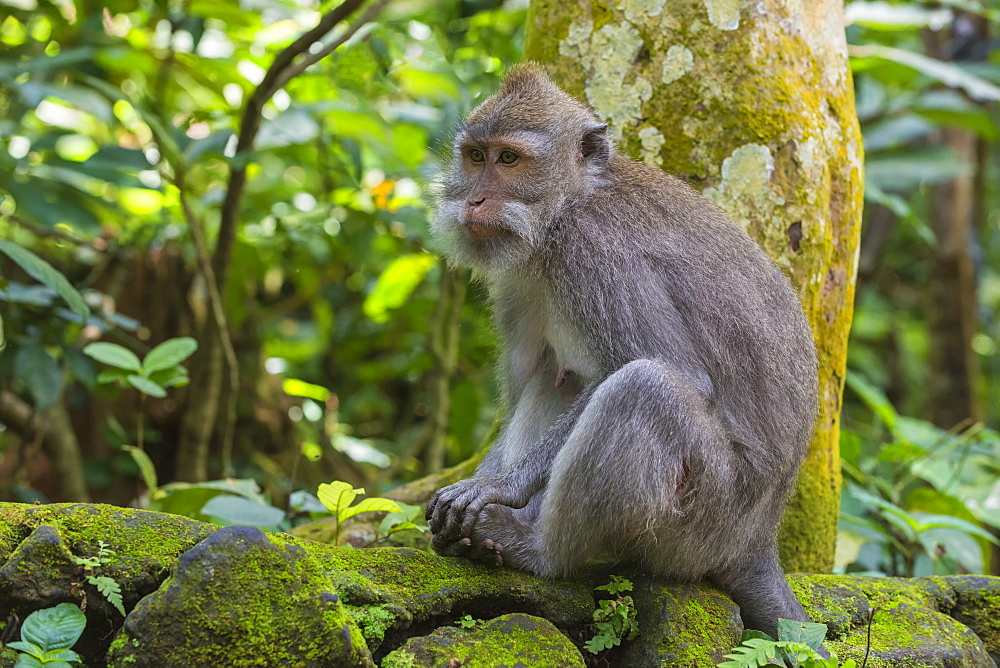 Long-tailed macaque (crab-eating macaque) (Macaca fascicularis), Sacred Monkey Forest, Ubud, Bali, Indonesia, Southeast Asia, Asia