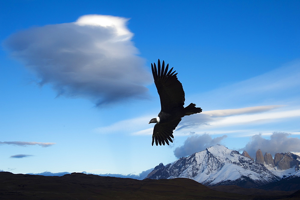 Andean condor (Vultur gryphus) flying over Torres del Paine National Park, Chilean Patagonia, Chile, South America