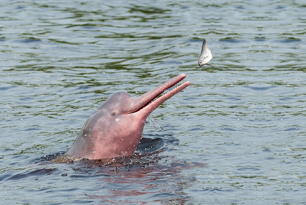 Hunting Amazon River dolphin (pink Amazon dolphin) (Inia geoffrensis), Rio Negro, Manaus, Amazon State, Brazil, South America