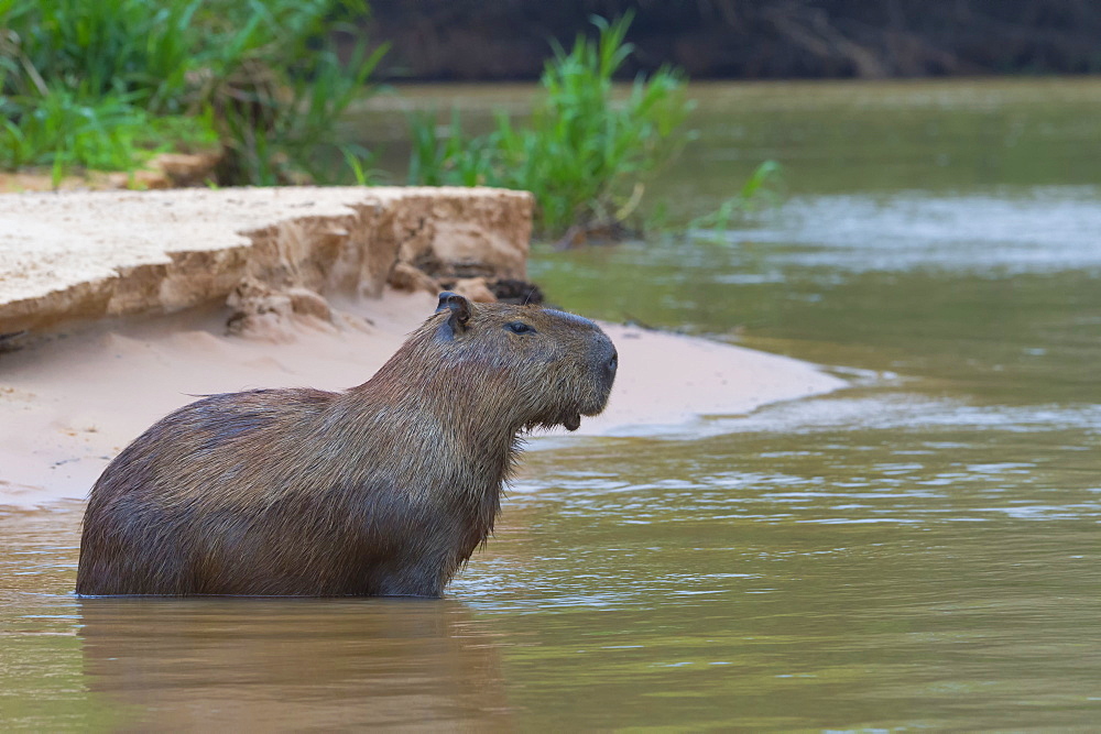 Capybara (Hydrochaeris hydrochaeris) in the water, Pantanal, Mato Grosso, Brazil, South America