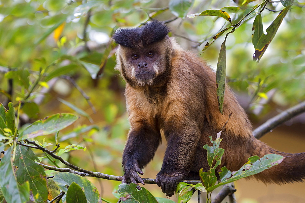 Male tufted capuchin (Cebus apella) (brown capuchin) (black-capped capuchin), Mato Grosso do Sul, Brazil, South America