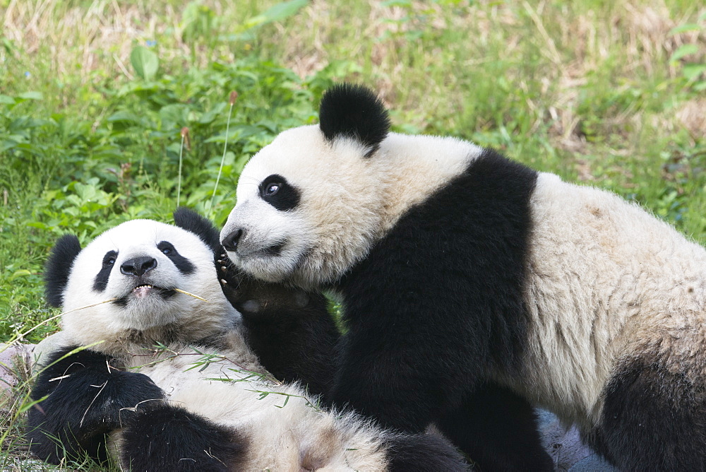 Two year old young giant Pandas (Ailuropoda melanoleuca), Chengdu, Sichuan, China, Asia