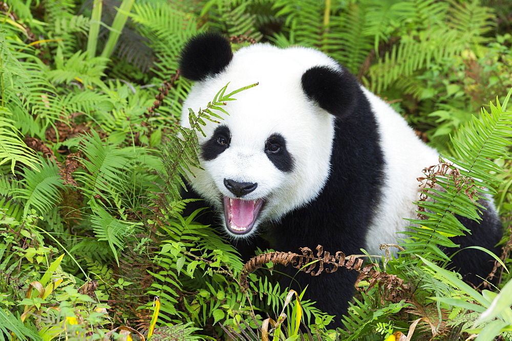 Two year old young Giant Panda (Ailuropoda melanoleuca), Chengdu, Sichuan, China, Asia