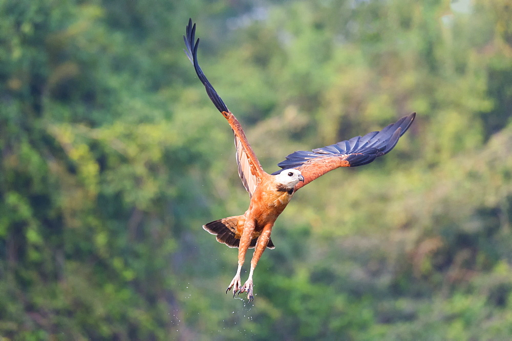 Black-collared hawk (Busarellus nigricollis) in flight, Pantanal, Mato Grosso, Brazil, South America