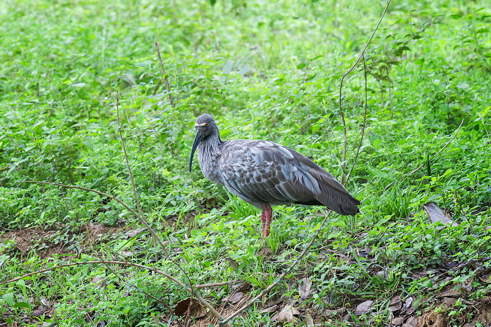 Plumbeous ibis (Theristicus caerulescens), Pantanal, Mato Grosso, Brazil, South America