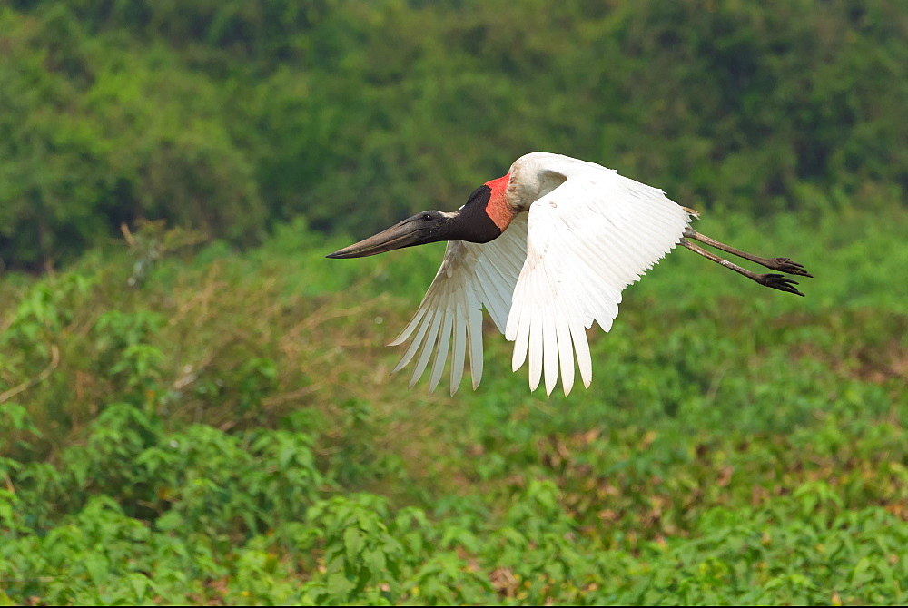 Jabiru (Jabiru mycteria) in flight, Pantanal, Mato Grosso, Brazil, South America