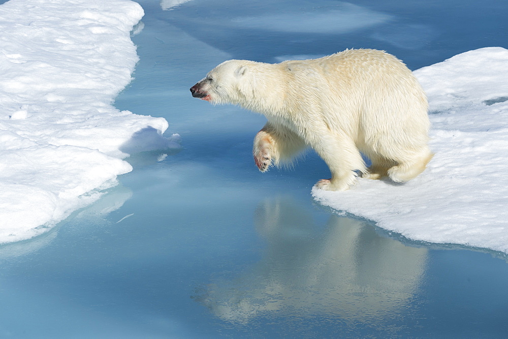 Male polar bear (Ursus maritimus) with blood on his nose and leg jumping over ice floes and blue water, Spitsbergen Island, Svalbard Archipelago, Arcitc, Norway, Scandinavia, Europe