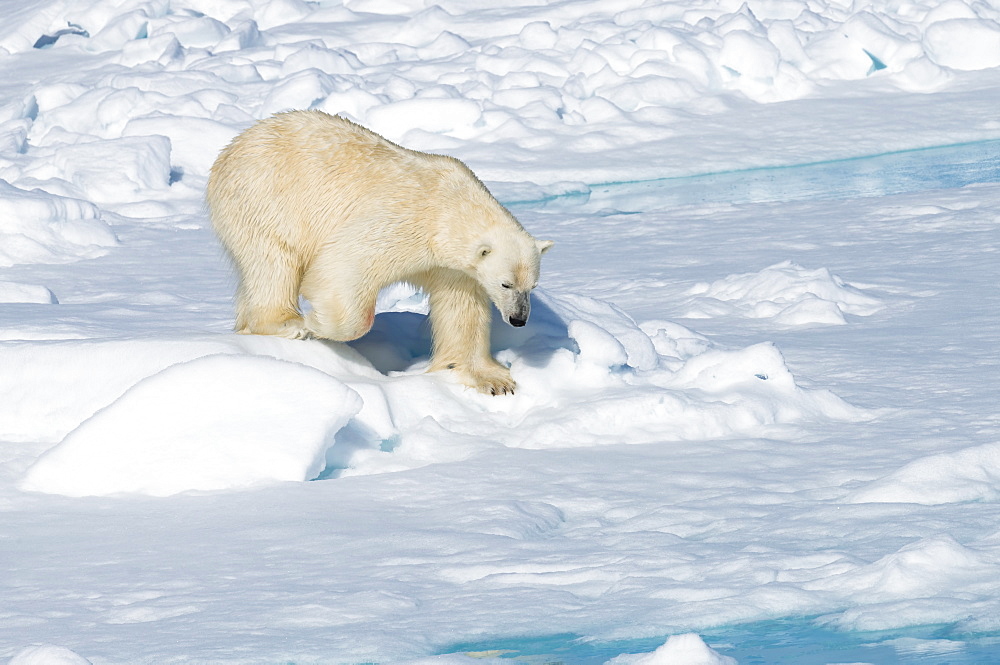 Male polar bear (Ursus maritimus) walking over pack ice, Spitsbergen Island, Svalbard archipelago, Arctic, Norway, Scandinavia, Europe