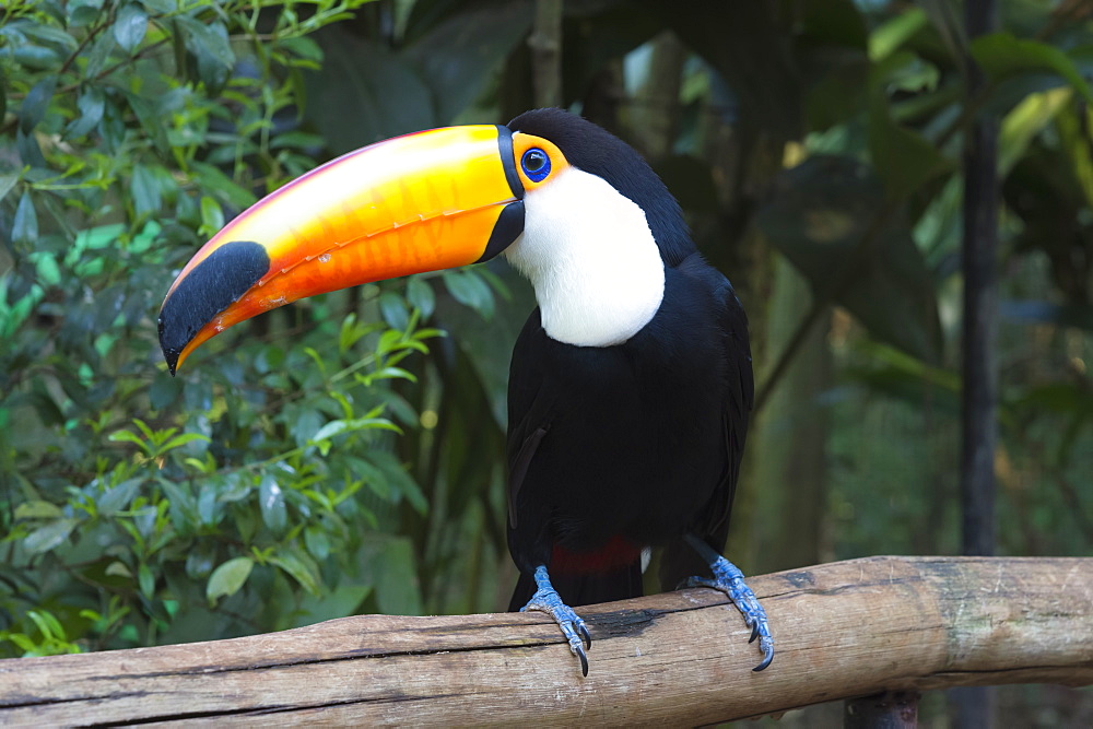 Toco Toucan (Ramphastos toco), Pantanal, Mato Grosso, Brazil, South America