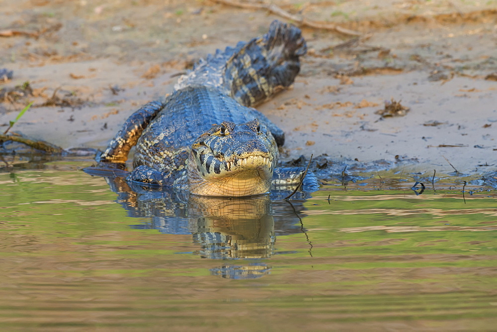 Yacare caiman (Caiman yacare), Pantanal, Mato Grosso, Brazil, South America