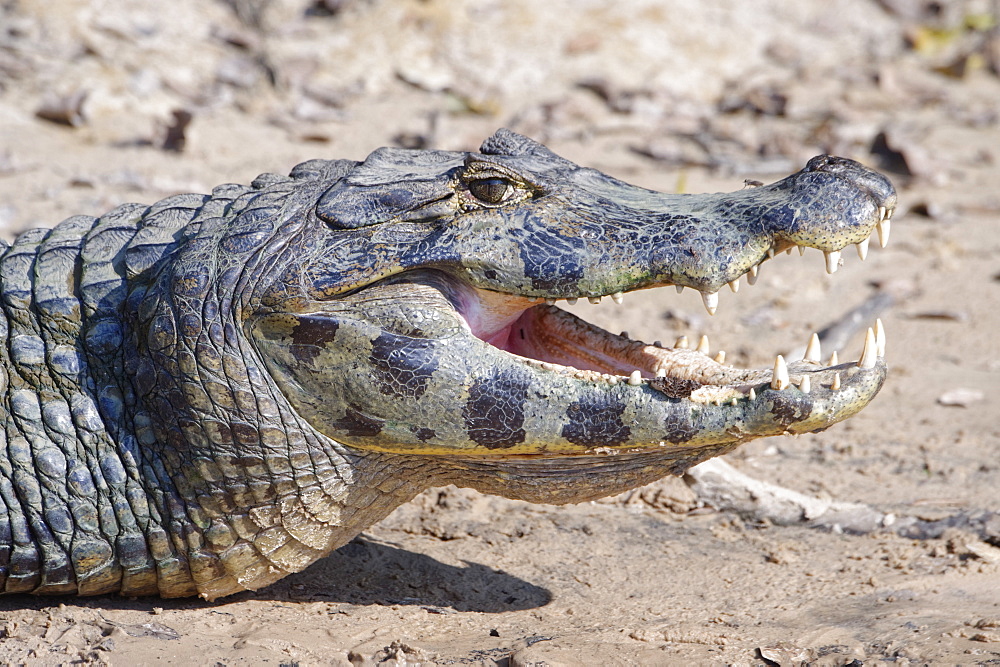 Yacare caiman (Caiman yacare), Pantanal, Mato Grosso, Brazil, South America