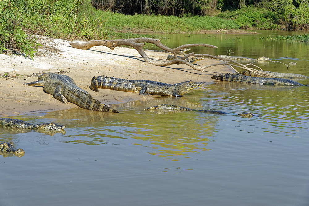 Yacare caiman (Caiman yacare), Pantanal, Mato Grosso, Brazil, South America