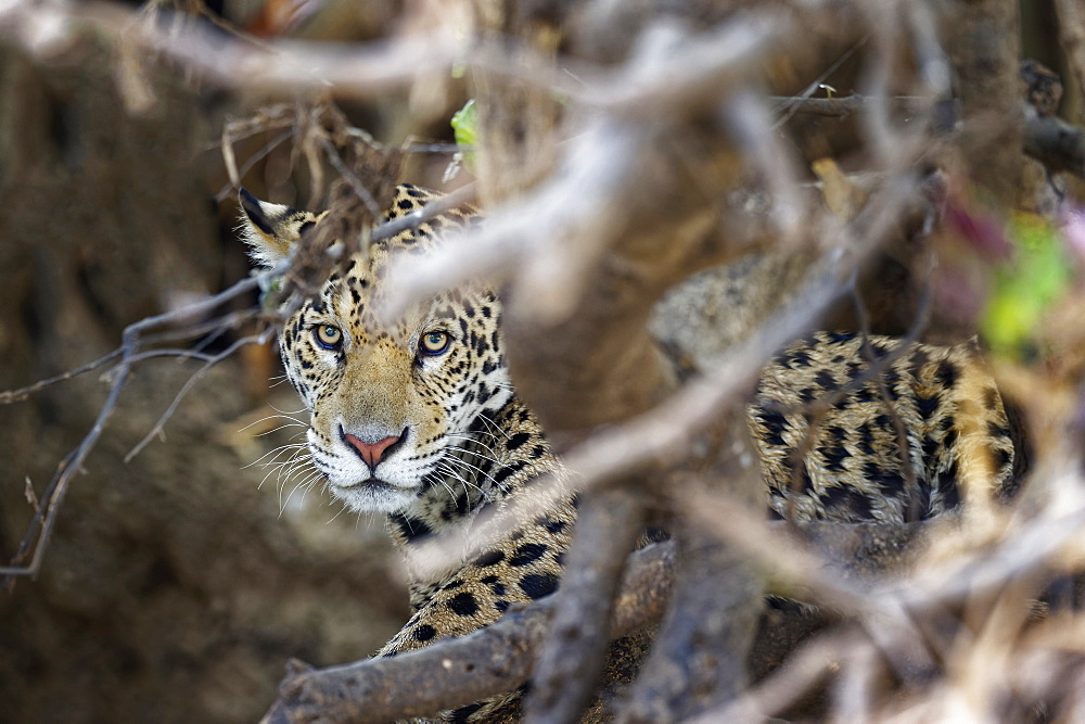 Young Jaguar (Panthera onca) in a tree, Cuiaba River, Pantanal, Mato Grosso, Brazil, South America