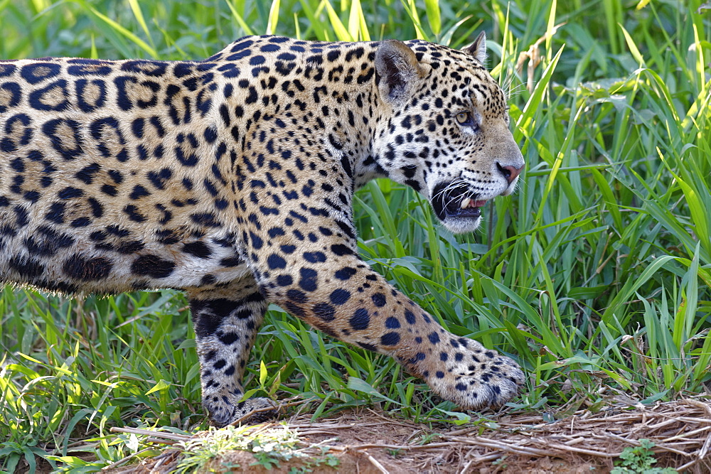 Young Jaguar (Panthera onca) on a riverbank, Cuiaba river, Pantanal, Mato Grosso, Brazil, South America