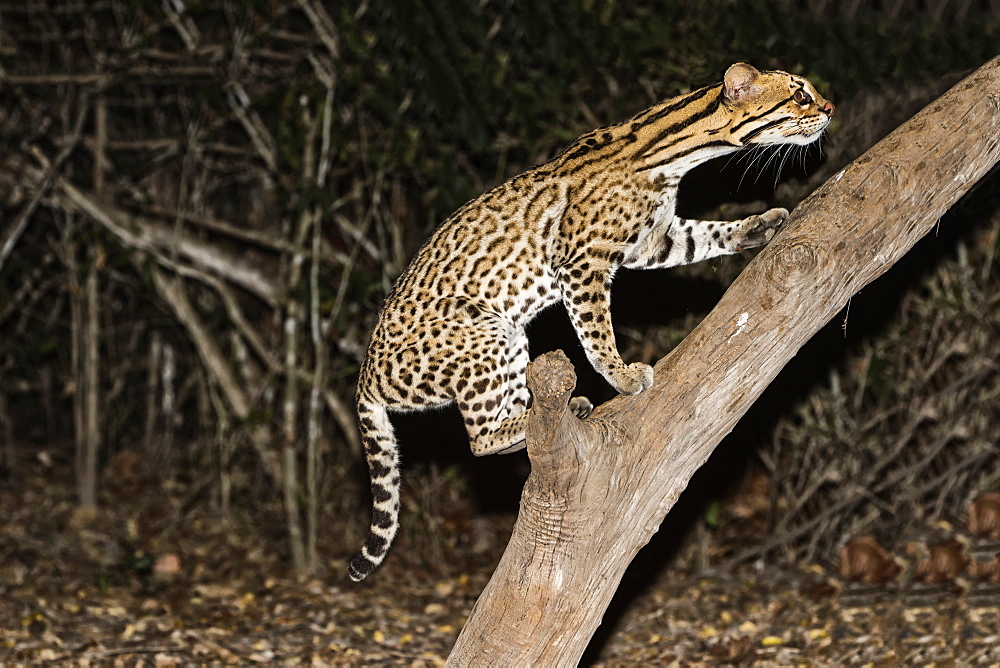 Ocelot (Leopardus pardalis) at night, Pantanal, Mato Grosso, Brazil, South America