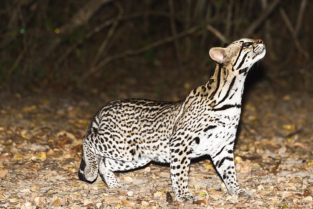 Ocelot (Leopardus pardalis) at night, Pantanal, Mato Grosso, Brazil, South America