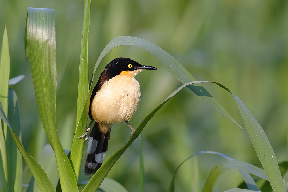 Black-capped Donacobius (Donacobius atricapilla) in vegetation, Pantanal, Mato Grosso State, Brazil, South America