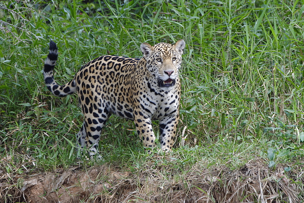 Young jaguar (Panthera onca) on riverbank, Cuiaba River, Pantanal, Mato Grosso State, Brazil, South America