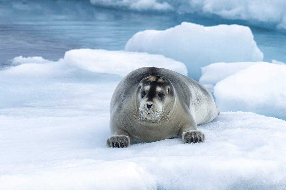 Bearded Seal (Erignathus barbatus) laying on pack ice, Spitsbergen Island, Svalbard Archipelago, Arctic, Norway, Scandinavia, Europe