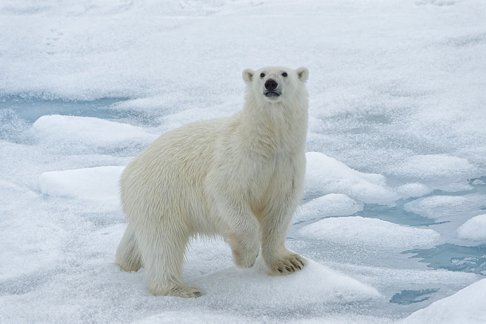 Female Polar bear (Ursus maritimus) walking on pack ice, Svalbard Archipelago, Barents Sea, Arctic, Norway, Scandinavia, Europe