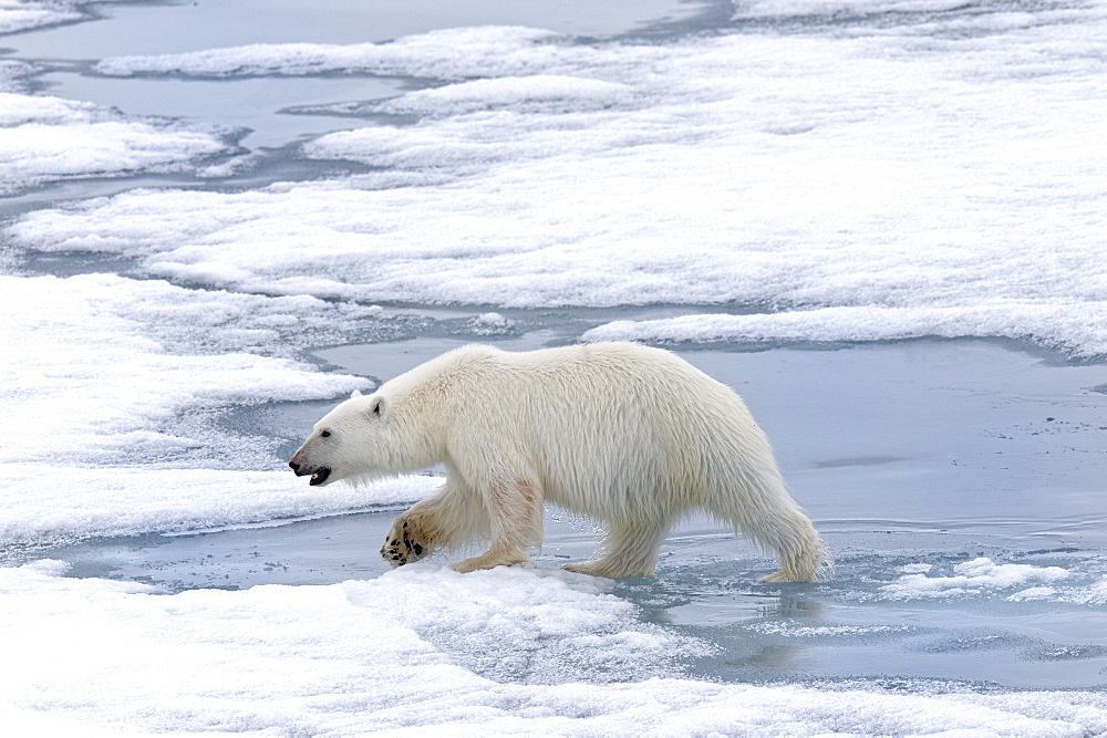 Female Polar bear (Ursus maritimus) walking on pack ice, Svalbard Archipelago, Barents Sea, Arctic, Norway, Scandinavia, Europe