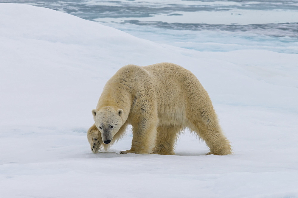 Male Polar bear (Ursus maritimus) walking on pack ice, Svalbard Archipelago, Barents Sea, Arctic, Norway, Scandinavia, Europe