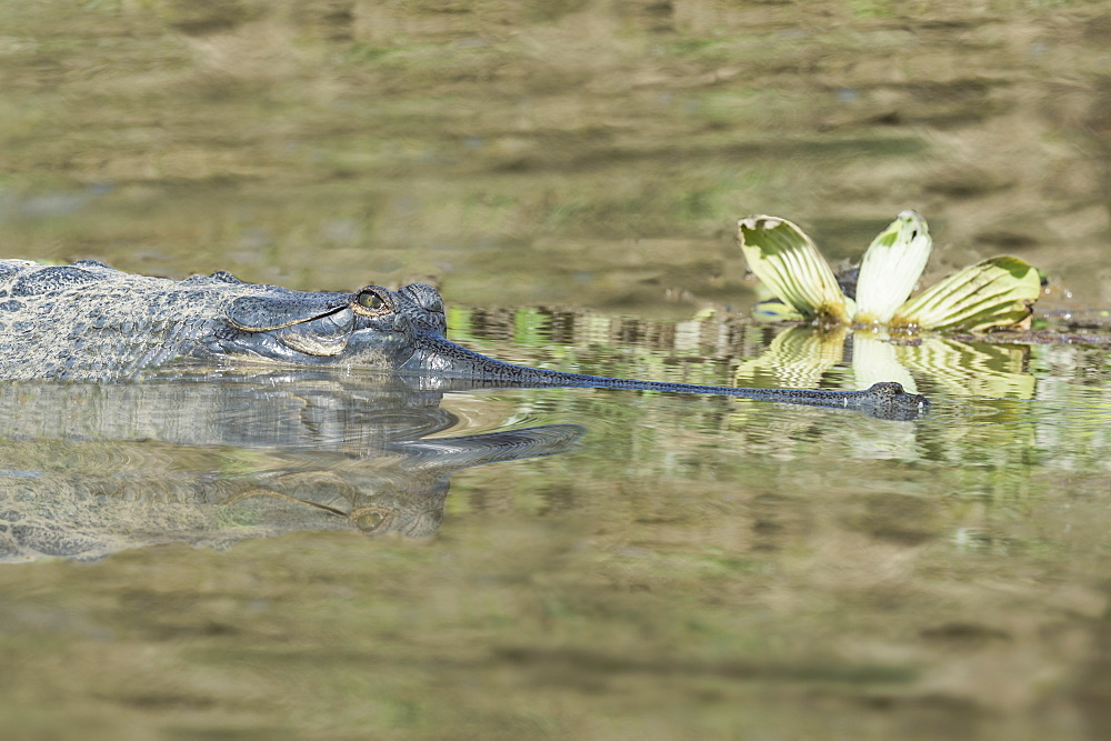 Gharial (Gavialis gangeticus) (gavial) in the water, a Critically Endangered species, Crocodylidae Family, Chitwan National Park, UNESCO World Heritage Site, Nepal, Asia