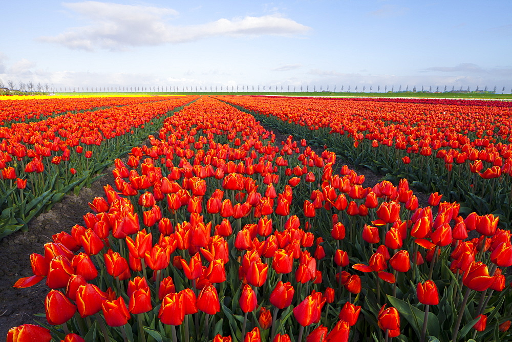 Rows of orange tulips, North Holland, Netherlands, Europe