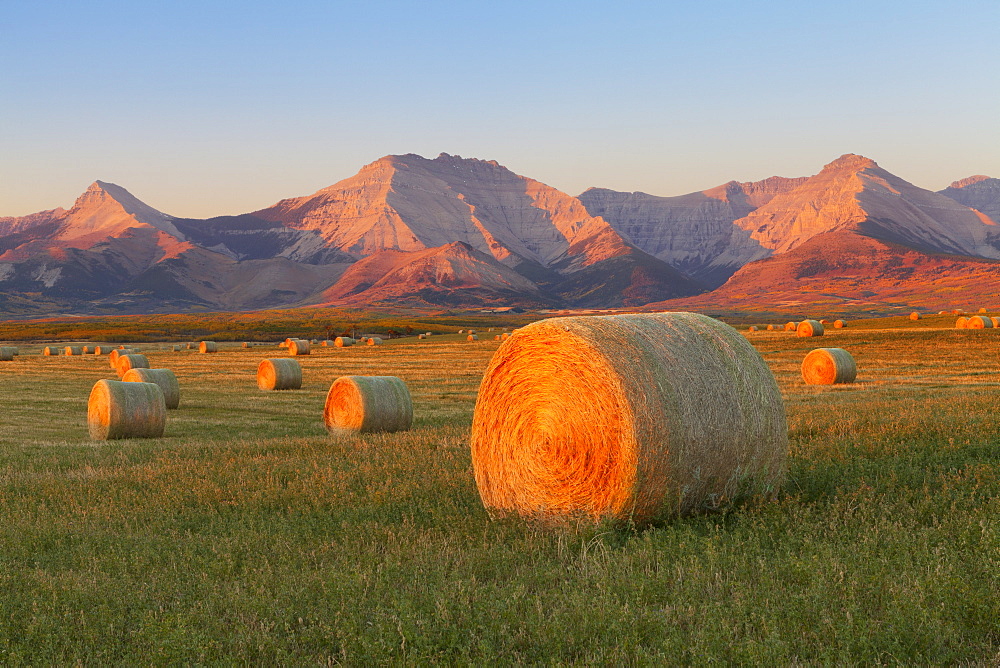 Hay bales in a field with the Rocky Mountains in the background, near Twin Butte, Alberta, Canada, North America