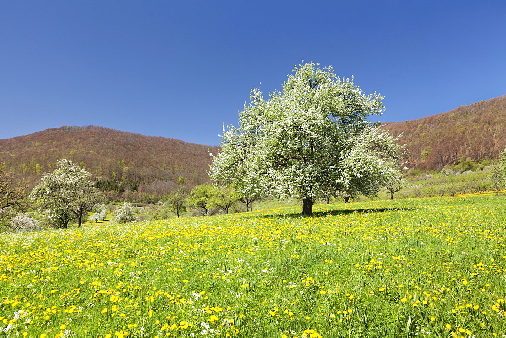 Blossoming cherry tree on a spring meadow, Neidlinger Tal Valley, Swabian Alb, Baden Wurttemberg, Germany, Europe 