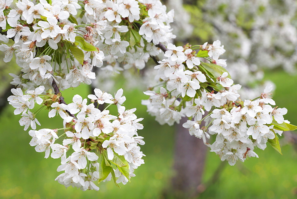 Blossoming cherry tree (Prunus avium), Baden Wurttemberg, Germany, Europe 