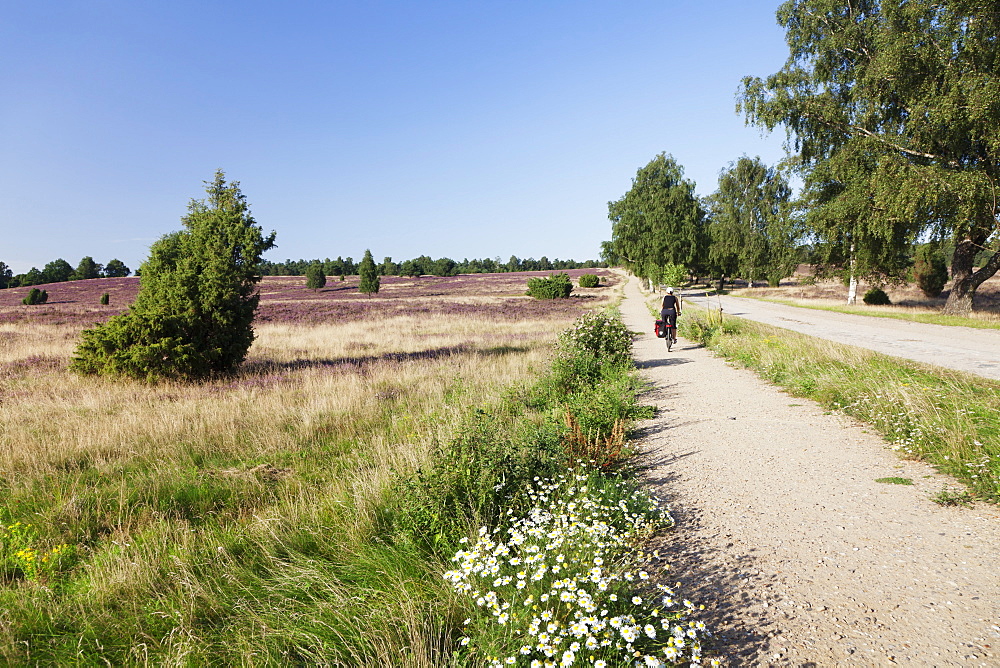 Heather at Wilseder Berg mountain, nature reserve, Luneburger Heide, Lower Saxony, Germany, Europe 