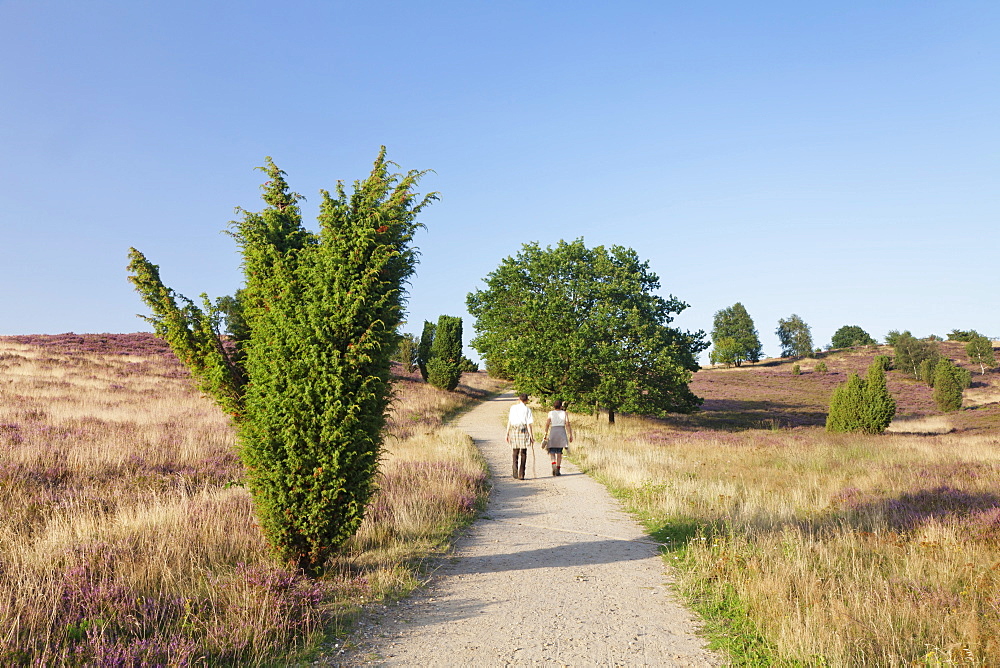 Hikers on a path through Luneburger Heide, Wilseder Berg, nature reserve, Lower Saxony, Germany, Europe 