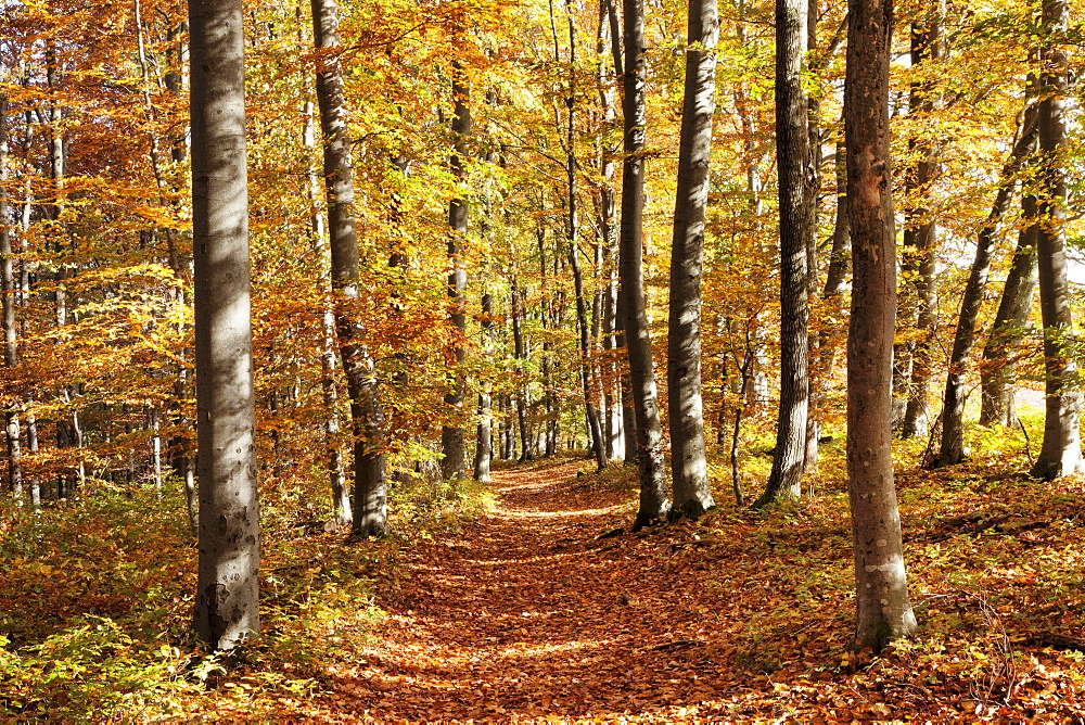 Path in a forest in autumn, Swabian Alb, Baden Wurttemberg, Germany, Europe 