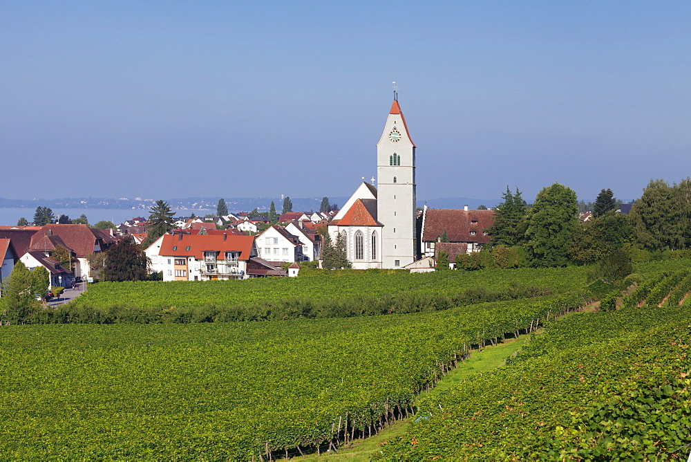 Catholic St. Johann Baptist church and vineyards, Hagnau, Lake Constance (Bodensee), Baden Wurttemberg, Germany, Europe 