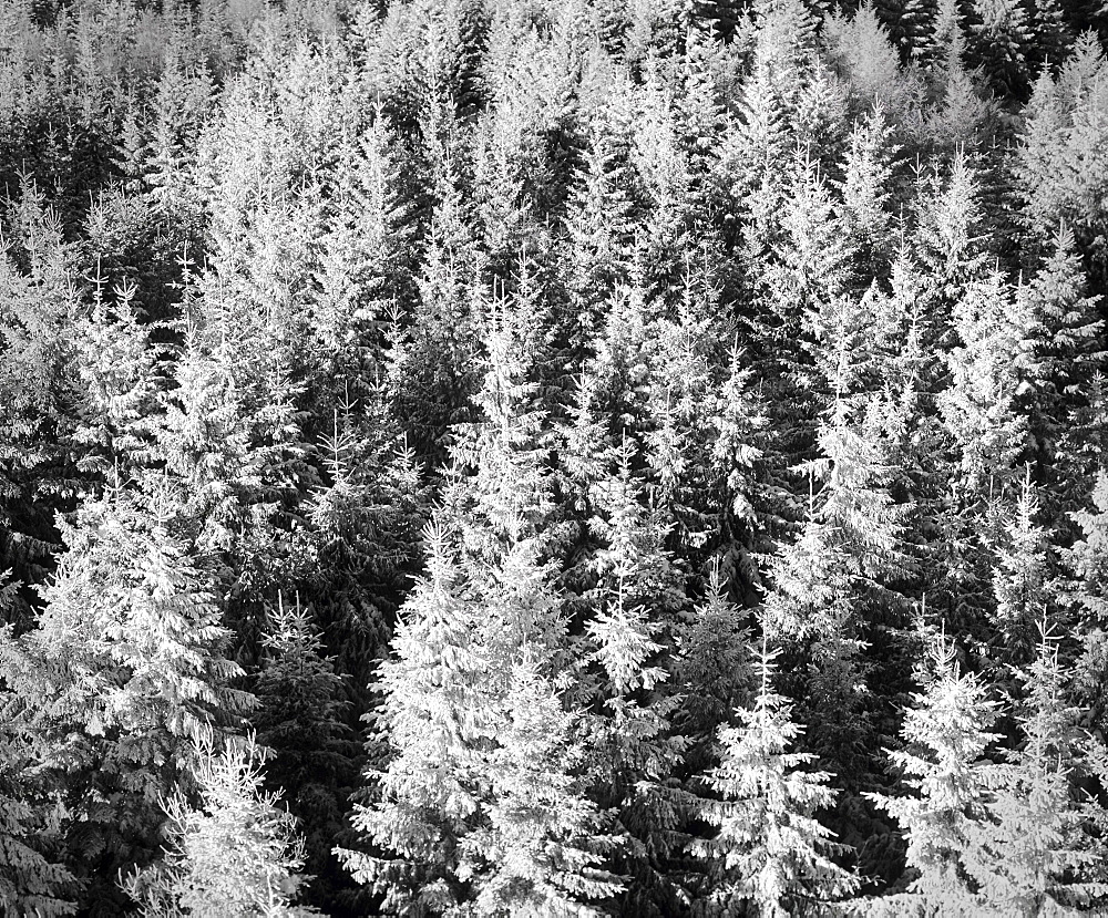 Snow-covered trees in winter, Nature Reserve, Kaltenbronn, Gernsbach, Black Forest, Baden Wurttemberg, Germany, Europe