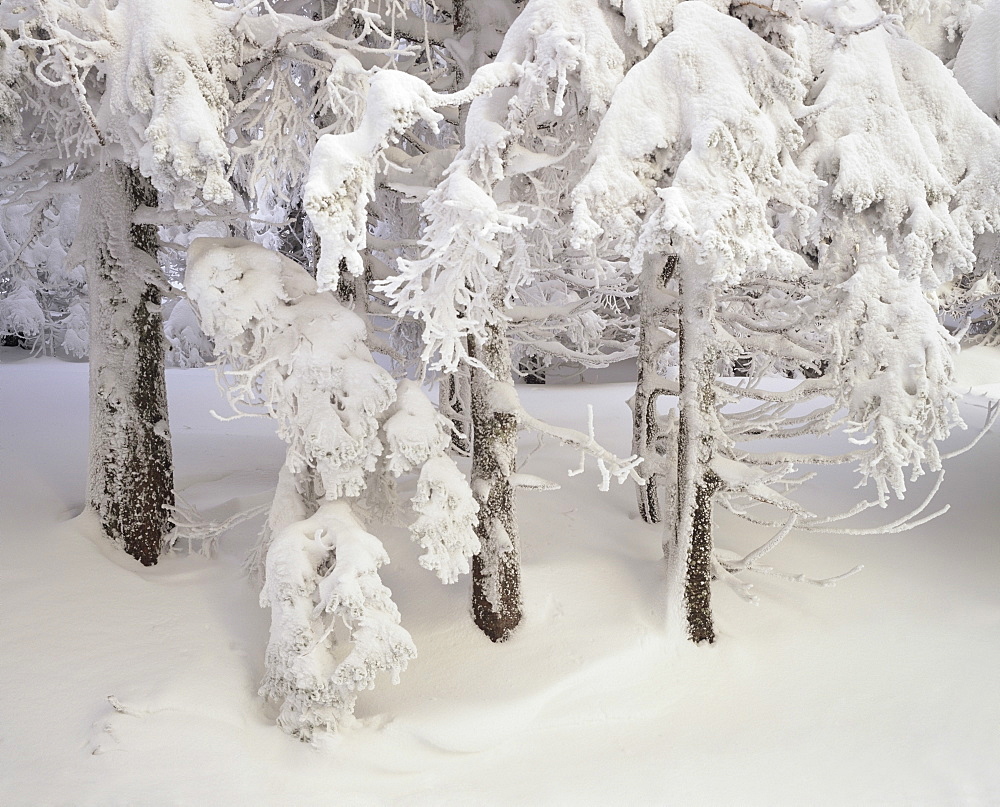 Snow-covered trees in winter, Feldberg Mountain, Black Forest, Baden Wurttemberg, Germany, Europe