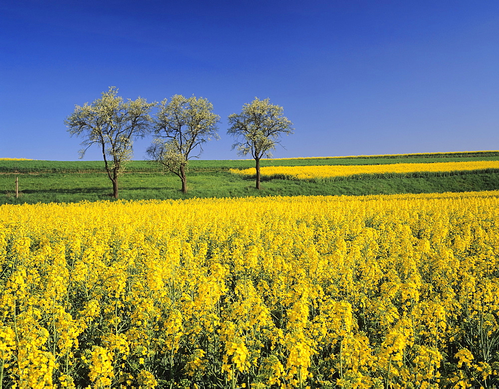 Fruit tree blossom and rape field in spring, Tubingen, Baden Wurttemberg, Germany, Europe 